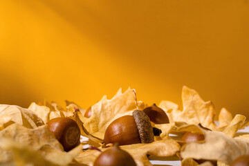 Close up of acorns and dry yellow oak leaves against yellow wall with shadows of branches,...