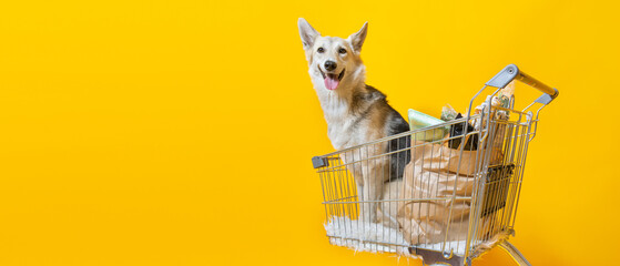 Pretty dog in shopping cart