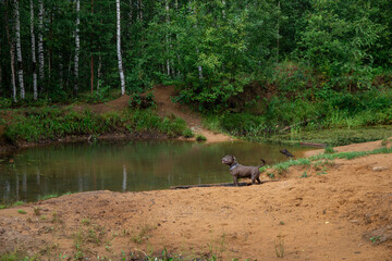 Dog standing near lake. Happy american staffordshire terrier having fun in summer river.
