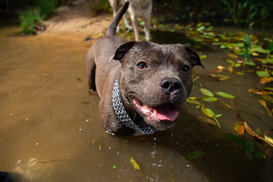 Dog standing near lake. Happy american staffordshire terrier having fun in summer river.