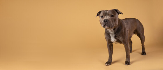 Blue american staffordshire terrier isolated on white background