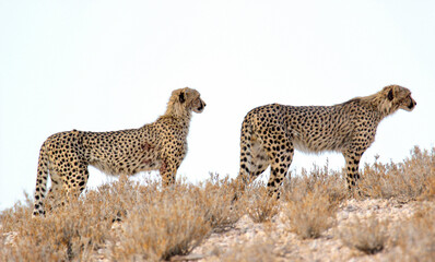 Cheetah in the Kgalagadi, South Africa