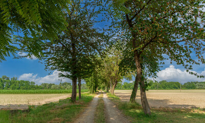 Country road with cherry trees between fields of young corn and on blue sky with white clouds, countryside near Racconigi, Padain Plain, Piedmont, Italy. Ideal for banner and poster