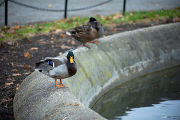 Ducks on pond