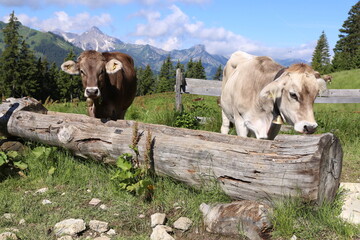 Cows on a mountain pasture in the Tannheimer mountains