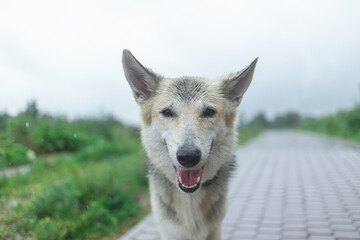 Shepherd dog outdoors in the nature on grass meadow on a rainy summer.