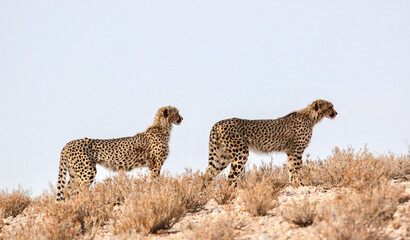 Cheetah in the Kgalagadi, South Africa