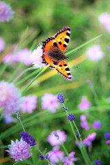 Butterfly sitting on a flower
