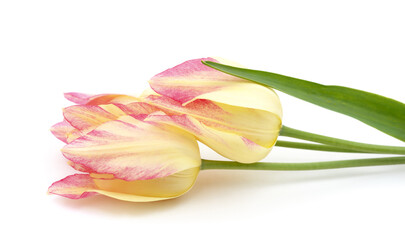 Two beautiful tulips.