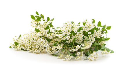 White branch of spirea.