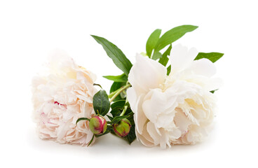 Two white peonies.