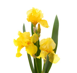 Yellow irises in the grass. © ANASTASIIA