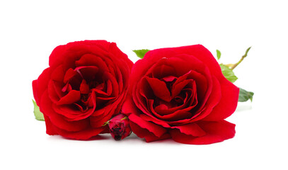 Beautiful red flowers.