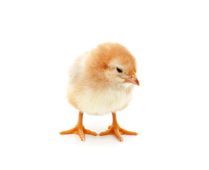 Small yellow chicken.