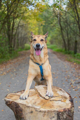 Young dog in an autumn forest. Front paw lies on a log.