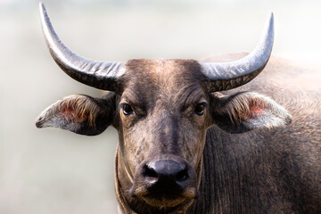 Animal portrait of a waterbuffalo with horns in Cambodia, South East Asia
