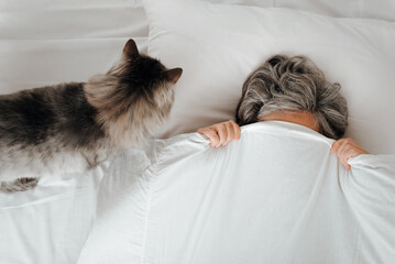 Gray fluffy cat waking up sleeping senior woman in bedroom in morning. Top view pet and woman...