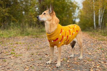 An animal in a sweater, on the street in a square. Autumn mood