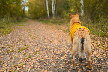 An animal in a sweater, on the street in a square. Autumn mood