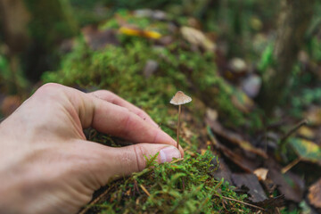 Hand takes off small mushroom in forest close up