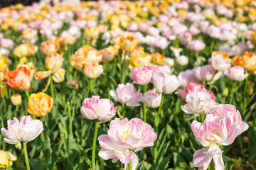 画面いっぱいのカラフルなチューリップ