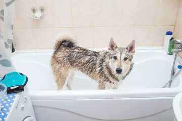 Cute lovely dog wet in bathtub, clean dog