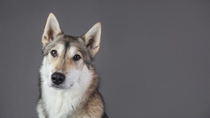 Husky dog portrait looking at the camera on a gray background