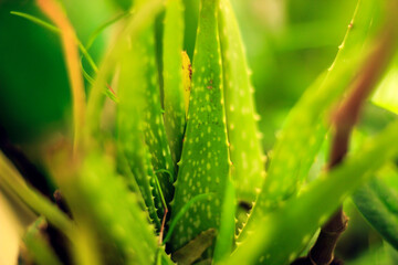 aloevera