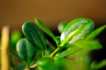 close up of a green leaf