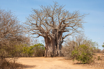 Giant baobab tree off a dirt road in the Kruger National Park