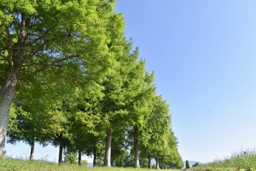 メタセコイヤ、メタセコイヤ並木、滋賀県、びわ湖、初夏、青空