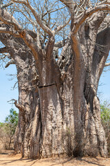 Fototapeta na wymiar Giant baobab tree off a dirt road in the Kruger National Park