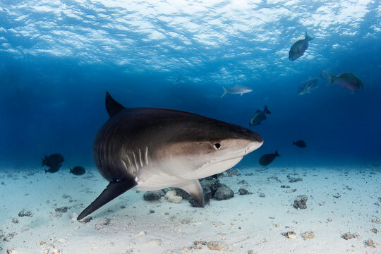 Big female tiger shark swimming in the deep blue of Indian Ocean near Maldives islands