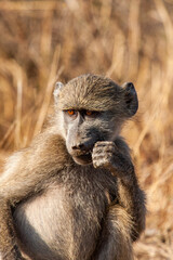Young Chacma Baboons sitting in the African sun