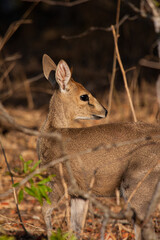 A Common Duiker comes out of the brush into the sun on the Kruger Park