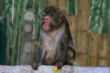 a long macaque