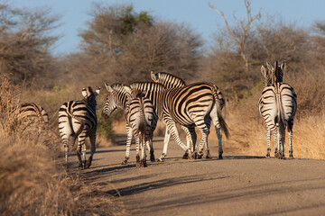 Fototapeta premium Burchell's zebra walking along a dirt road in Africa