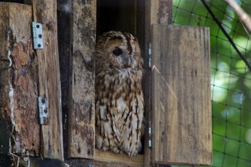 wooden door with owl
