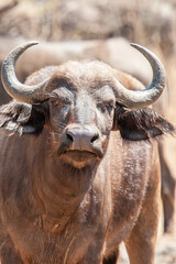 An African Buffalo staring down the lens in the Kruger Park