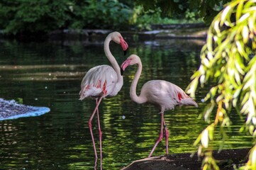 flamingo in the water