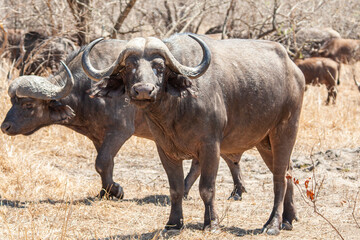 Obraz premium An African Buffalo staring down the lens in the Kruger Park