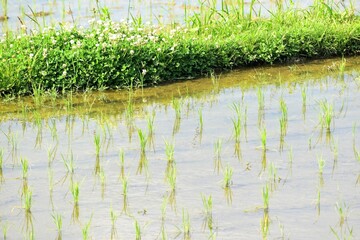 水田、びわ湖、棚田、苗、稲、田んぼ、田舎の景色、日本の景色