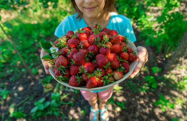 A child harvests strawberries in the garden. Selective focus.