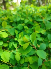 Fototapeta na wymiar green leaves in garden background