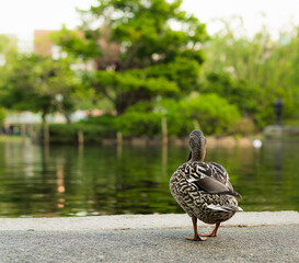 Duck in the park