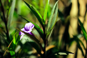 purple flower in the garden