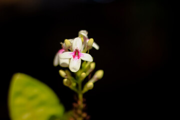 Fototapeta na wymiar pink and white orchid