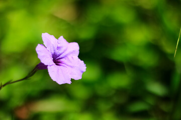 purple flower in the garden