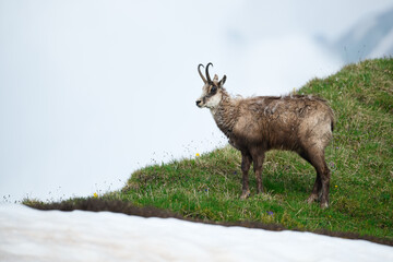 Chamois buck in the spring snow