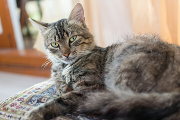 Cute cat enjoying his life outdoors. Cute tabby cat in park